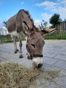 willem(003)